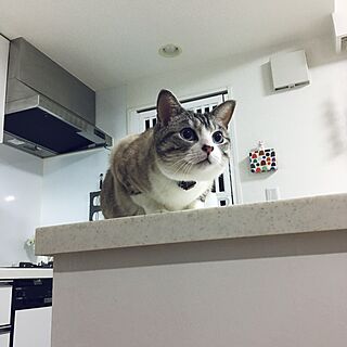 キッチン/猫のいる部屋のインテリア実例 - 2017-02-24 23:49:57