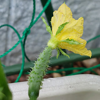 玄関/入り口/きゅうり/シェードガーデン/休日の過ごし方/植物のある暮らし...などのインテリア実例 - 2022-05-03 10:43:34