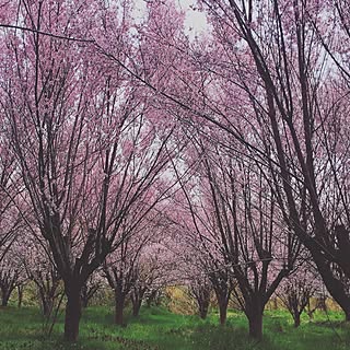 桜の森/季節を感じる暮らし/季節の花/家じゃなくてごめんなさい/NO GREEN NO LIFE...などのインテリア実例 - 2016-04-11 22:45:26