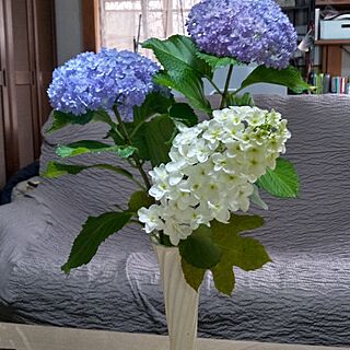 裏庭の花のインテリア実例 - 2023-06-04 11:21:06