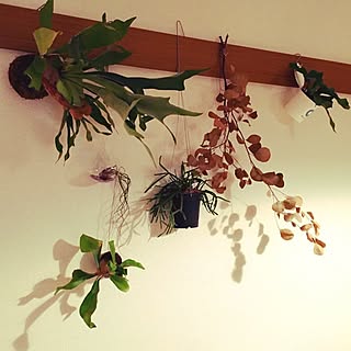 壁/天井/観葉植物/エアプランツ/ガラス容器/NO GREEN NO LIFE...などのインテリア実例 - 2016-02-28 22:00:14