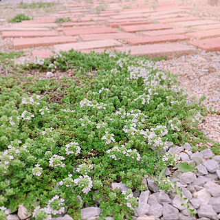 クリーピングタイム レンガの道のインテリア実例 Roomclip ルームクリップ