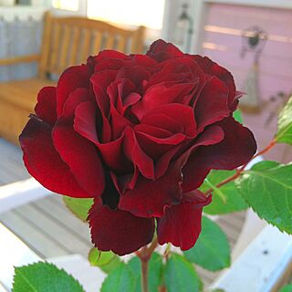 玄関/入り口/深紅の薔薇♡/早起きは三文の得☀/薔薇が大好き╰(✿´⌣`✿)╯♡/フラワーパワー♡...などのインテリア実例 - 2016-05-19 05:56:35