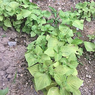 そろそろ食べ頃/植物/ガーデニング/日替わり投稿企画!木曜日/BBQしたい...などのインテリア実例 - 2017-06-15 19:36:16