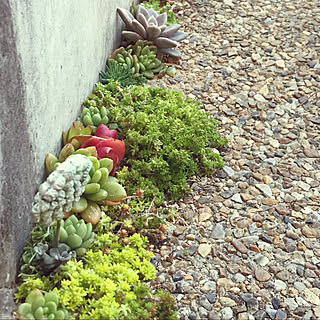 多肉地植え/多肉寄せ植え/たにくよせ植え/たにく盛り合わせ★/たにくちゃん♡...などのインテリア実例 - 2022-04-10 20:46:48