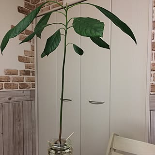 机/観葉植物/アボカド水耕栽培/アボカド水栽培/リメイクシート レンガのインテリア実例 - 2017-01-18 17:18:08