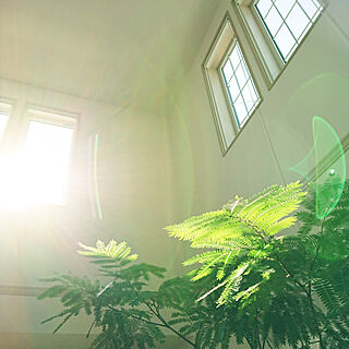 壁/天井/Have a nice day/Botanical Style/植物に囲まれ隊/エバーフレッシュ...などのインテリア実例 - 2018-03-25 08:58:44
