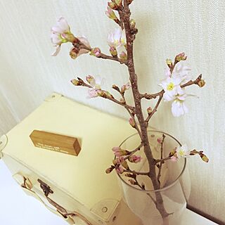 リビング/花/三分咲きの桜♡/植物/カラーボックスのインテリア実例 - 2015-01-14 18:00:47