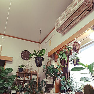 壁/天井/賃貸アパート/観葉植物のある暮らし/DIYのインテリア実例 - 2017-12-01 12:01:50