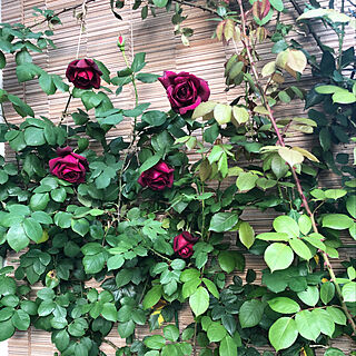 バラ/ありがとう/jardinet/日々を楽しむ/ガーデニング...などのインテリア実例 - 2021-04-19 19:09:40