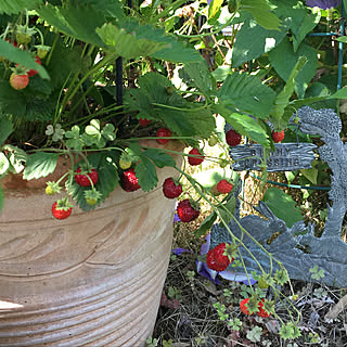 玄関/入り口/2018.5.28/植木鉢/植物からの癒し/見て頂き感謝です♪...などのインテリア実例 - 2018-05-28 23:55:27