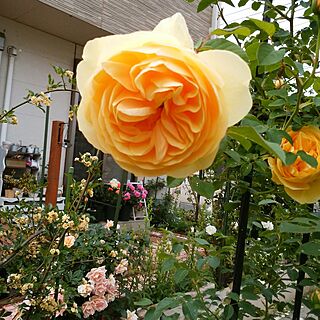 玄関/入り口/薔薇のある庭のインテリア実例 - 2017-05-19 17:50:33