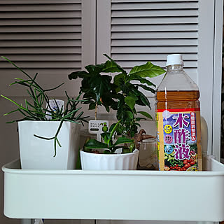 部屋全体/コバエ対策/観葉植物のある暮らし/リプサリス/コーヒーの木...などのインテリア実例 - 2021-10-05 08:45:07