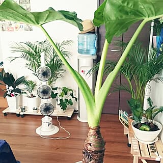 机/緑のある暮らし/観葉植物/DIY/植物...などのインテリア実例 - 2016-08-31 08:57:20