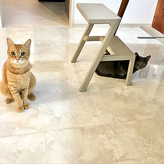 白い床/猫/IKEA/リビングのインテリア実例 - 2019-03-05 23:11:53