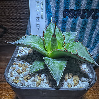 ☆4本☆植物 プランツ タグ 暑 アガベ チタノタ 白鯨 ジャガー ☆4本☆植物 プランツ タグ 暑 アガベ チタノタ 白鯨 ジャガー