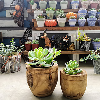 多肉植物 ピーチプリデのおしゃれなアレンジ 飾り方のインテリア実例 Roomclip ルームクリップ