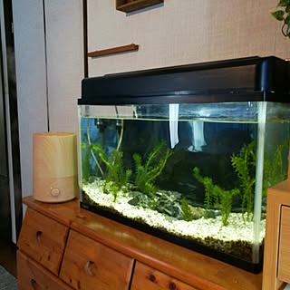 棚/DIY/植物のインテリア実例 - 2017-03-04 10:50:46