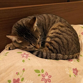 ベッド周り/猫スペース/猫のいる部屋/タレメちゃんのインテリア実例 - 2020-05-04 19:33:07