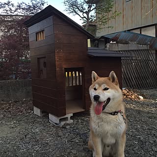 廃材利用DIY/廃材で作った/廃材利用/廃材DIY/犬小屋...などのインテリア実例 - 2017-06-01 12:31:09