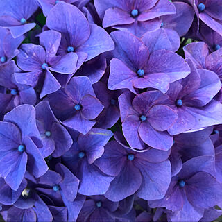 紫陽花のドライフラワーが好き/紫陽花が好き♡/庭からのインテリア実例 - 2021-07-06 21:10:46