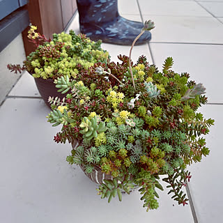 玄関/入り口/シンプル/鉢植え/植物のある暮らし/多肉植物寄せ植え...などのインテリア実例 - 2022-06-11 15:48:50