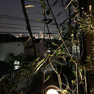 夜景が観える部屋/夜景/オリーブの木/ベランダガーデン♪/マンションベランダ...などのインテリア実例 - 2019-07-04 13:26:32