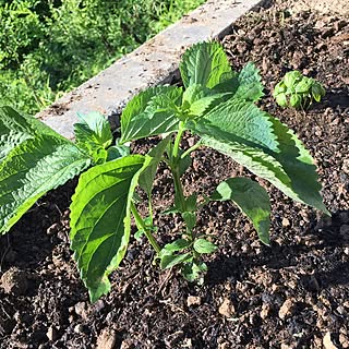 玄関/入り口/薬味/とりあえず植えてみた/残土が固くて難儀/収穫楽しみ☺️...などのインテリア実例 - 2017-06-11 17:38:57