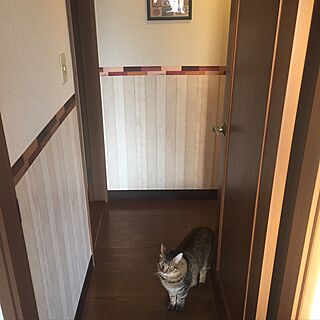 玄関/入り口/壁紙DIY/廊下の壁/賃貸マンション/猫と暮らす...などのインテリア実例 - 2016-11-07 18:46:14