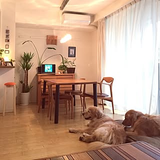部屋全体/大型犬がいても素敵な暮らしがしたい/大型犬と自然に暮らす/ダイニングテーブル オリジナル/観葉植物のインテリア実例 - 2015-05-31 17:35:33