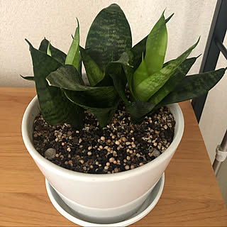 モモナチュラルの家具/モモナチュラル/サンスベリア/多肉植物のある生活/多肉植物のある暮らし...などのインテリア実例 - 2022-12-31 18:33:53