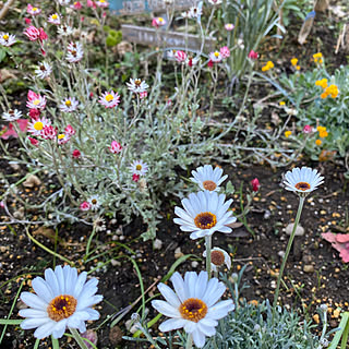 楽しく暮らそう/おうち時間を楽しく♪/おうち時間を楽しむ/ガーデニング/gardening...などのインテリア実例 - 2022-02-06 20:10:51