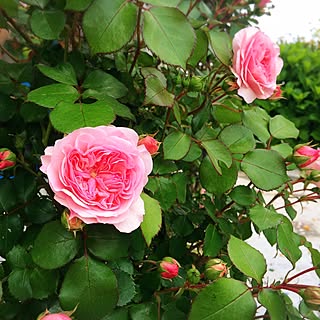 玄関/入り口/曇り空( ´艸｀)/マリアテレシア♡/お花大好き♡/植中毒♡...などのインテリア実例 - 2016-06-06 05:35:46