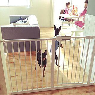 部屋全体/犬と暮らす家/ベビーゲートじゃなくドックゲート/ソファ/ミニピン...などのインテリア実例 - 2017-01-18 12:47:07