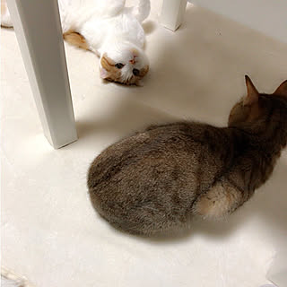 リビング/ねこ/猫と暮らす/雑貨/ねこのいる風景...などのインテリア実例 - 2018-01-08 23:54:52