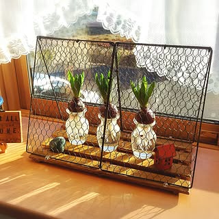 ダイソー ヒヤシンス水耕栽培の商品を使ったおしゃれなインテリア実例 Roomclip ルームクリップ