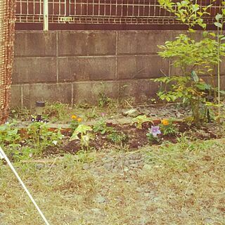 玄関/入り口/荒れ放題の庭。/気持ち頑張って植えた(^-^;/これから…どうにかします…/誰か教えて下さいヽ(´ｰ｀ )ﾉ庭作り...などのインテリア実例 - 2016-08-01 08:56:15