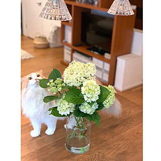 白い花が好き/アナベル/紫陽花/猫と暮らす/ねこのいる日常...などのインテリア実例 - 2019-06-02 17:04:44