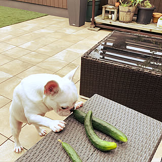 家庭菜園/屋上リビング/観葉植物/屋上/犬のいる暮らし...などのインテリア実例 - 2019-07-13 15:38:50