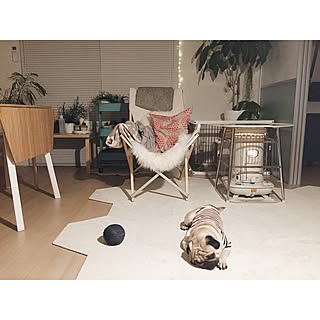 ホワイトインテリア/コロナストーブ/犬/犬と暮らす/Instagram:yui____k...などのインテリア実例 - 2017-02-07 20:46:35