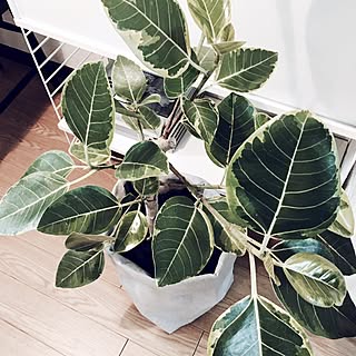 部屋全体/新芽/日替わり投稿企画!木曜日/植物/ホワイトインテリア...などのインテリア実例 - 2017-06-05 19:58:21