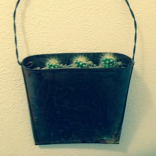 バス/トイレ/多肉植物/観葉植物/雑貨/植物...などのインテリア実例 - 2015-01-10 00:35:00