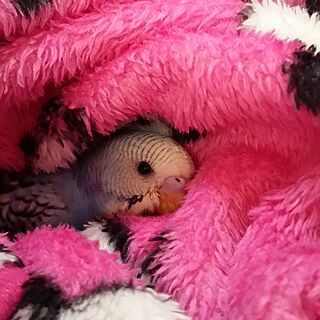 部屋全体/賃貸でも楽しく♪/インコと暮らす家/セキセイインコのキキ/雛インコ...などのインテリア実例 - 2017-01-22 11:02:47