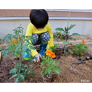 玄関/入り口/今年は野菜に挑戦/こどもと一緒に/ガーデニング/初めての野菜作り...などのインテリア実例 - 2017-06-05 13:26:48