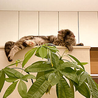 猫と暮らす家/観葉植物/リビングのインテリア実例 - 2022-10-08 14:44:05