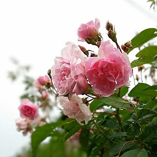玄関/入り口/花のある暮らし/庭/薔薇が好き/タウゼントシェーンのインテリア実例 - 2016-05-17 05:53:46