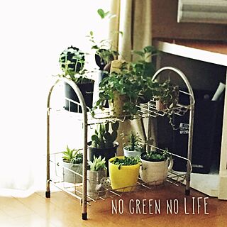 棚/サボテン/NO GREEN NO LIFE/ステンレスラック/観葉植物...などのインテリア実例 - 2015-12-20 08:33:55