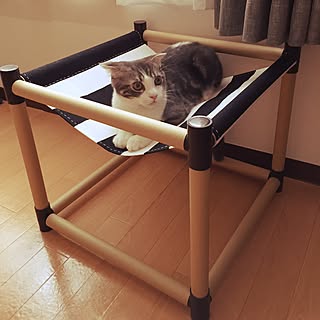猫 ニャンモックのインテリア実例 | RoomClip(ルームクリップ)
