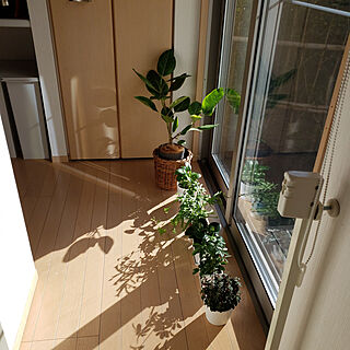 キッチン/観葉植物のインテリア実例 - 2019-11-30 09:54:39