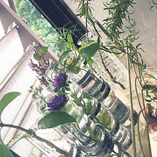 庭の花を飾る/ローズマリー/ミント/グリーンのある暮らし/花瓶...などのインテリア実例 - 2019-07-12 08:40:49